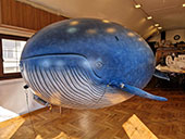 Whale-RC-Blimp-front-view